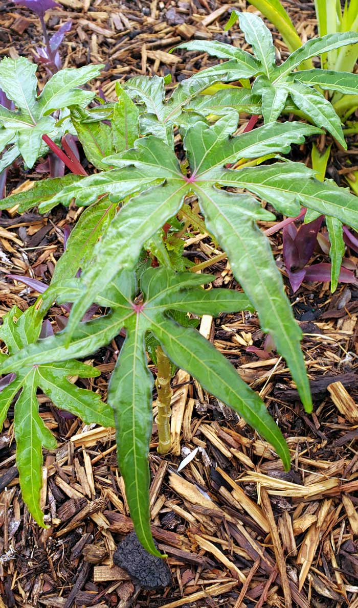 south seas salad tree plant in a mulched flowerbed