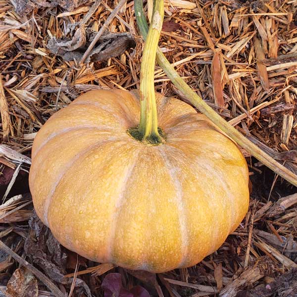 Seminole pumpkin ripe on the vine