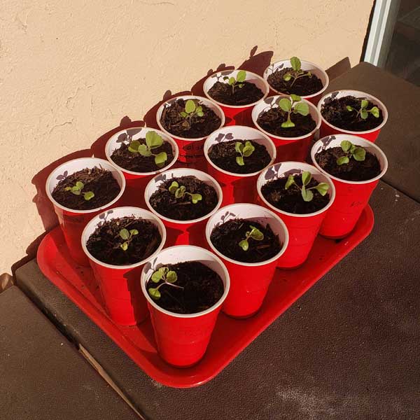 cabbage seedlings potted in red plastic cups sitting on a shelf