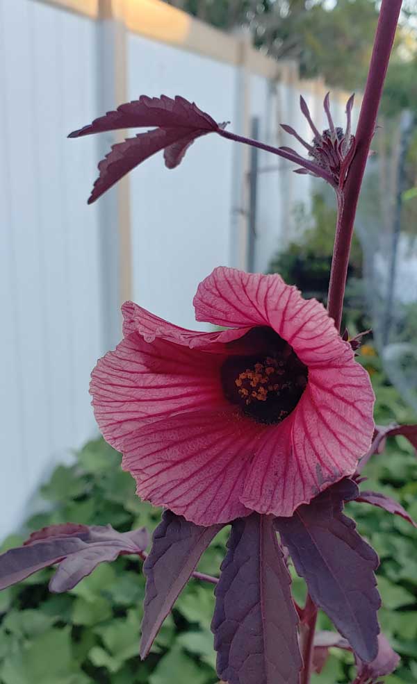 cranberry hibiscus blossom