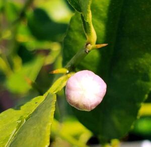 lemon tree flower bud