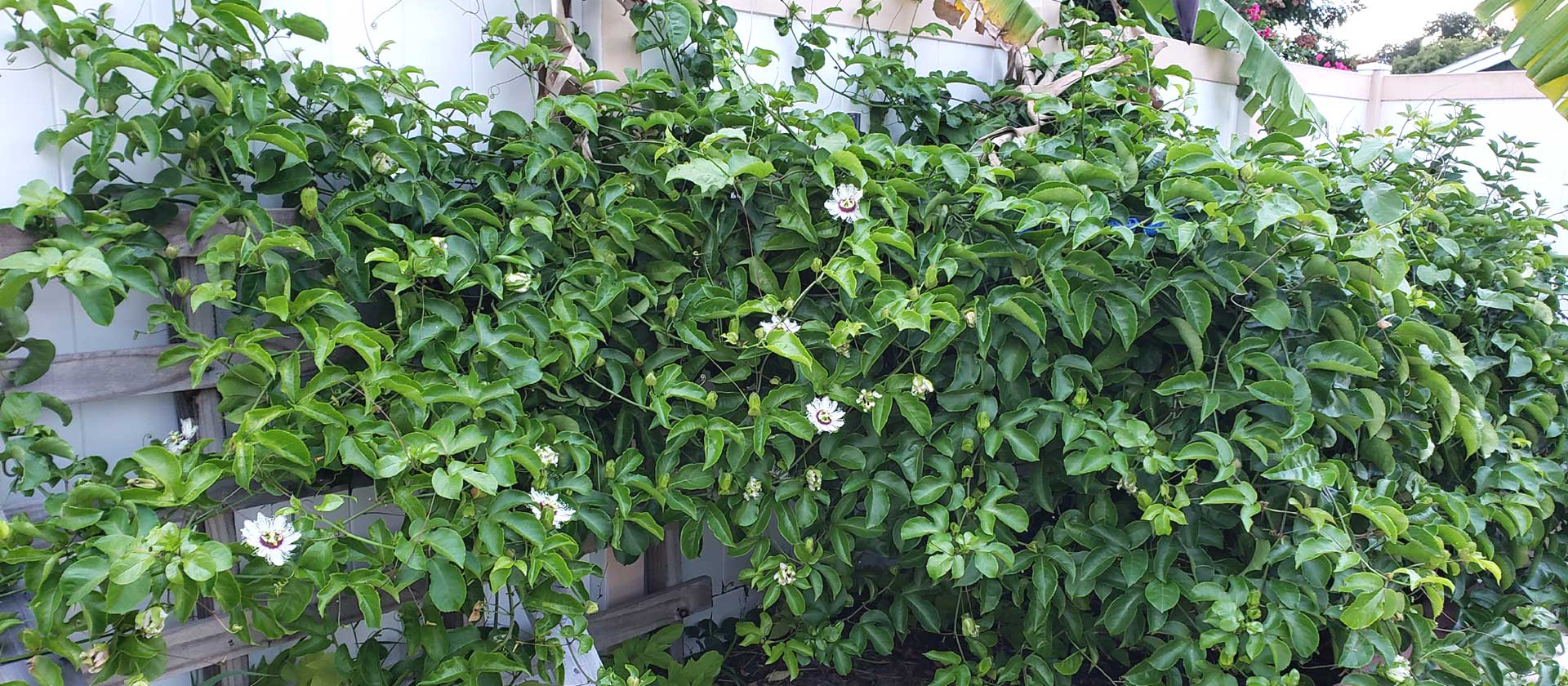 passionfruit vines with blossoms and small fruits