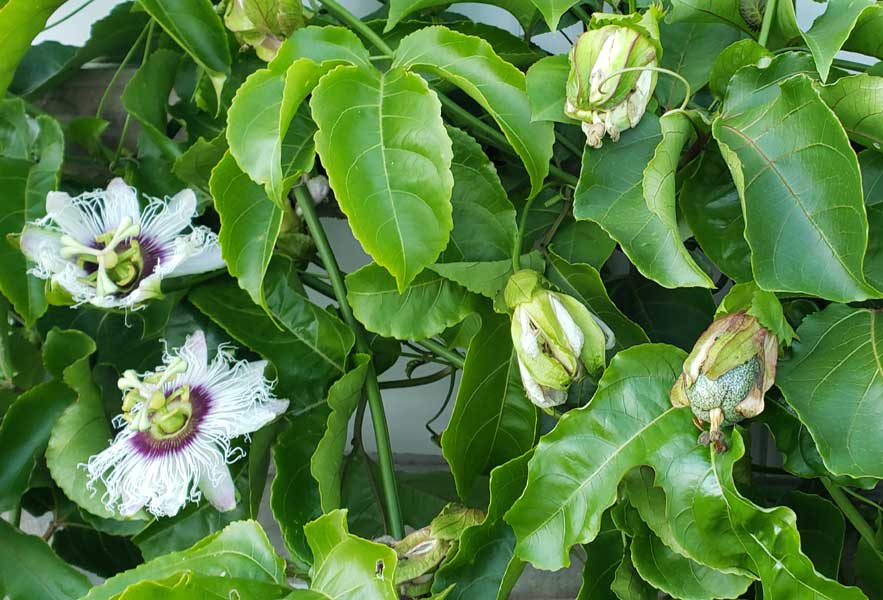 passionfruit vines with blossoms and small fruits