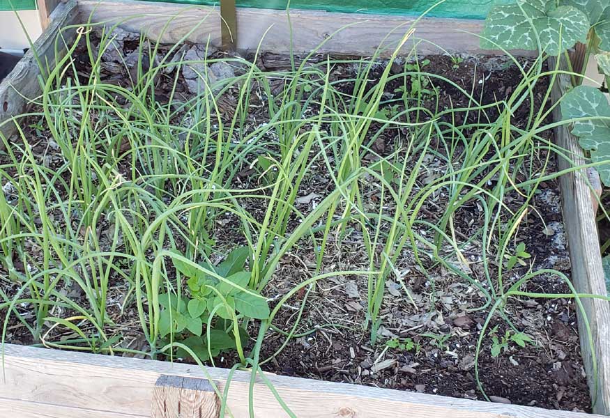 raised garden bed full of onions and one potato plant