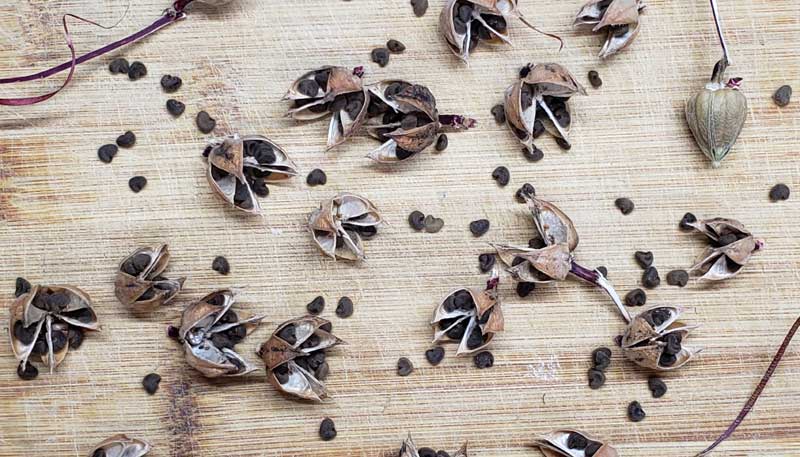 roselle seeds drying on a wood cutting board