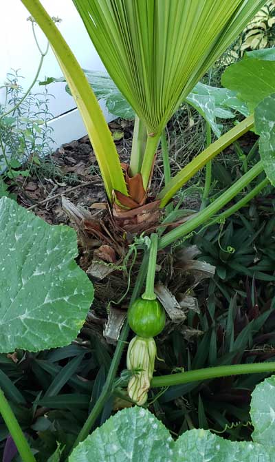 Seminole pumpkin growing under a small palm