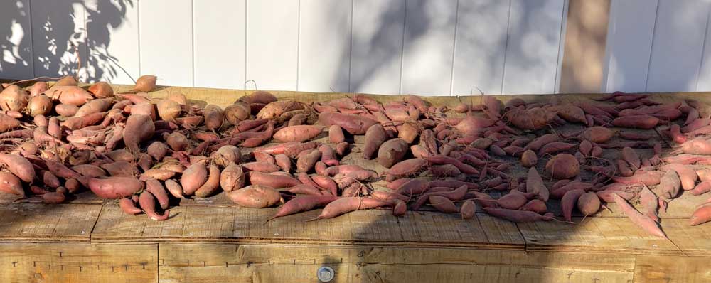 wood table covered with newly picked sweet potatoes