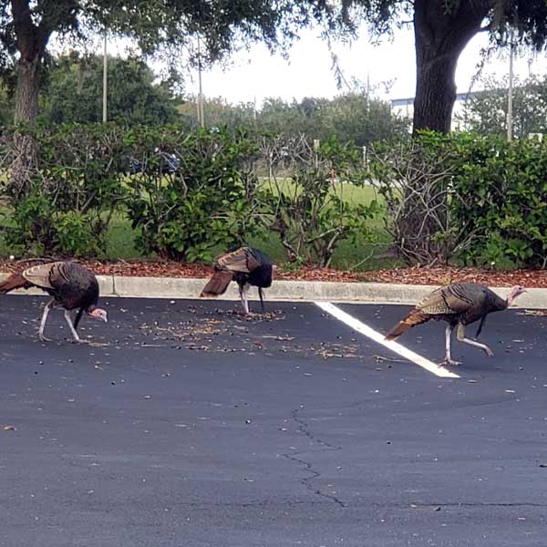 wild turkeys in a parking lot