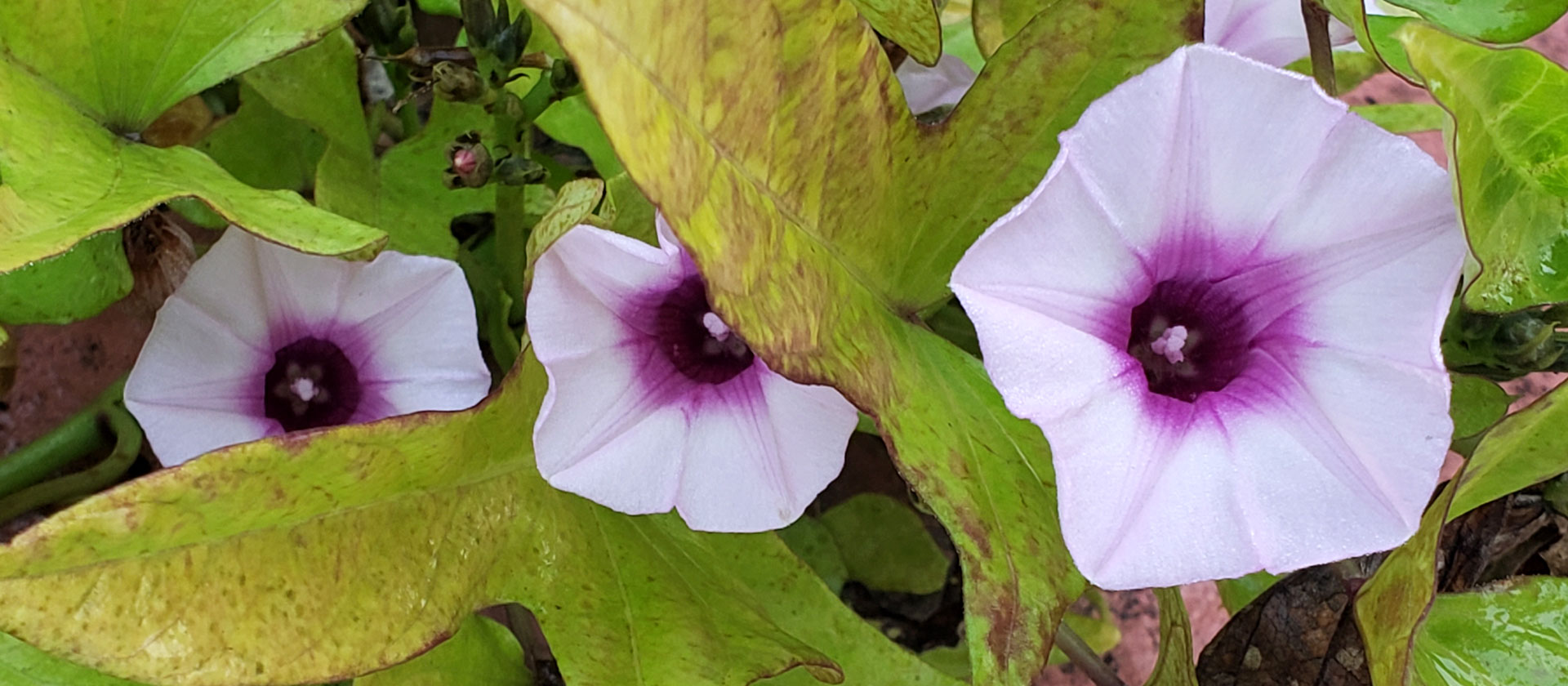 magenta and white flowers of the Japanese sweet potato