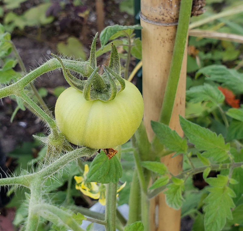 small green tomato on it's vine.