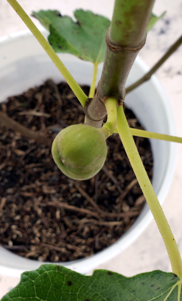 small fig growing on a fig tree