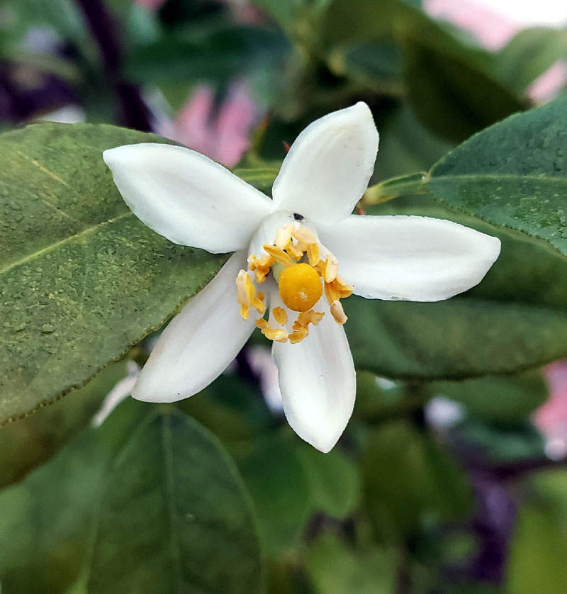 lemon blossom