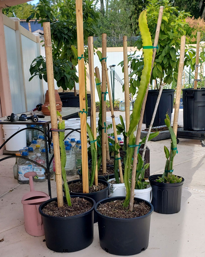 several pots of dragon fruit cacti  sitting on a patio