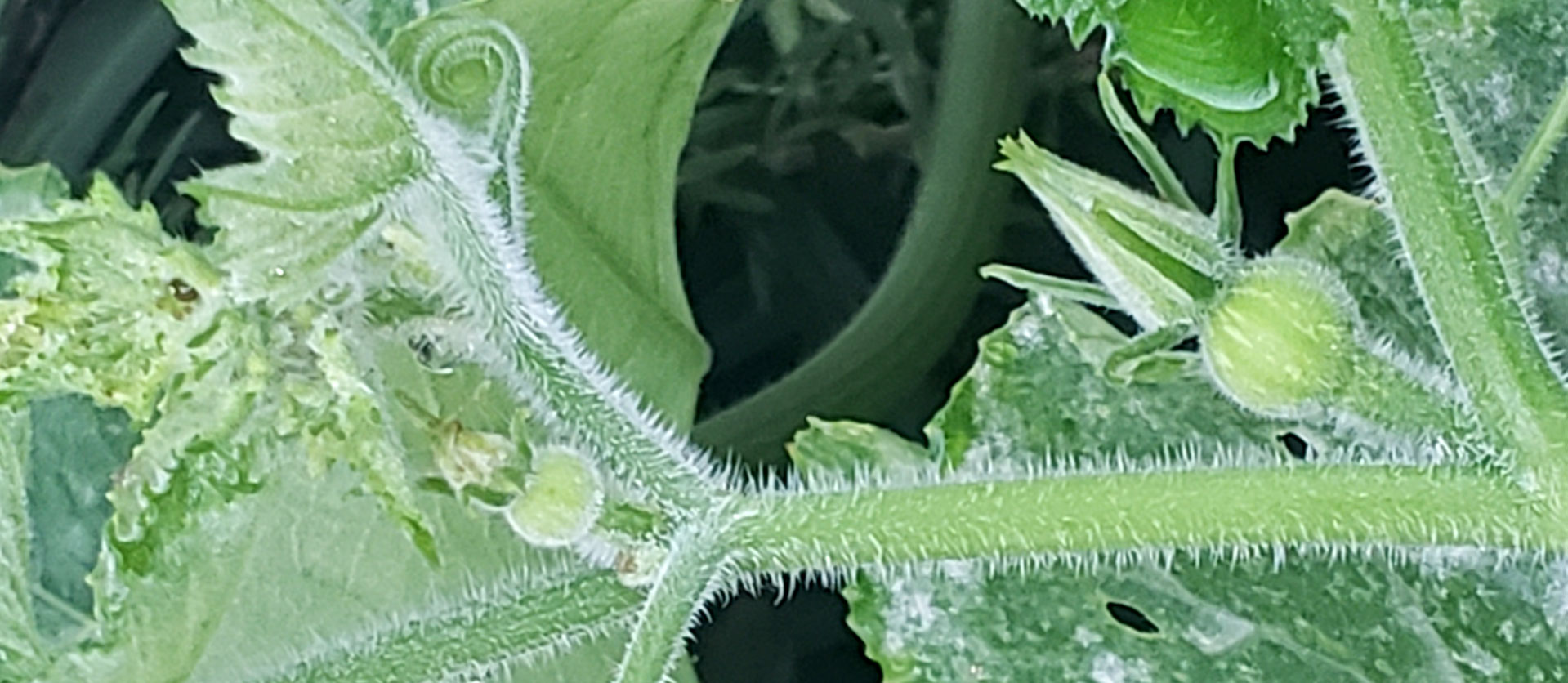 pumpkin vines covered in frost at Our Frugal Florida Homestead