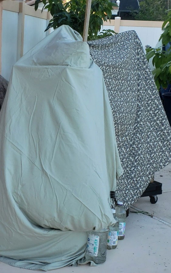 potted plants wrapped in sheets to protect them from frost