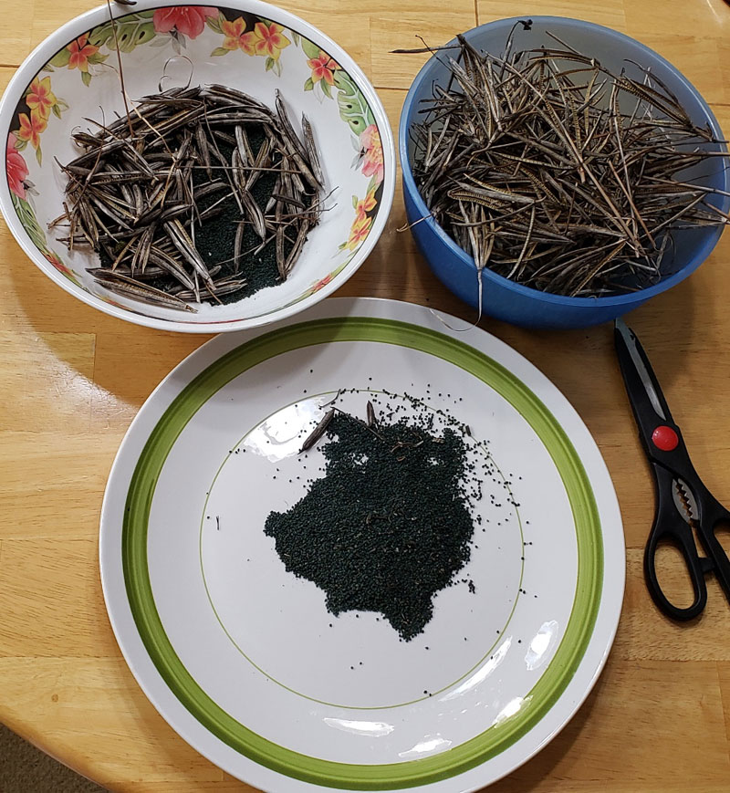 Egyptian spinach seeds on a plate being harvested from their pods.