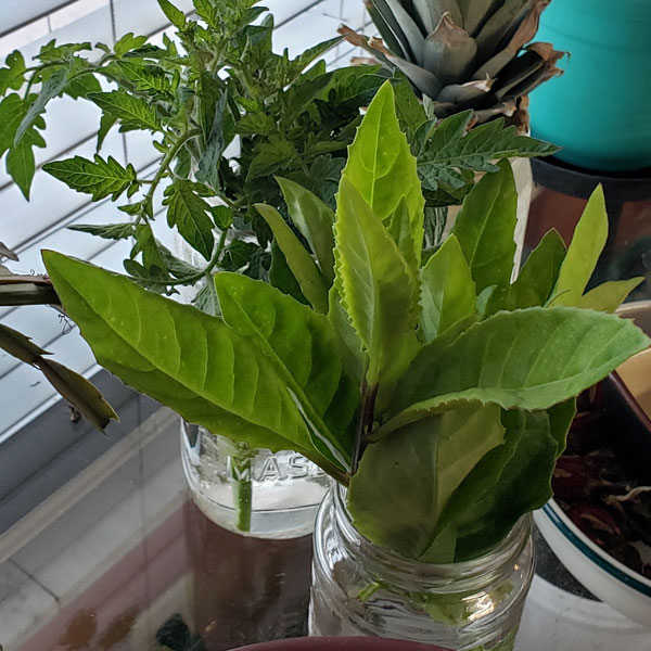 longevity spinach and cherry tomato cuttings in jars of water