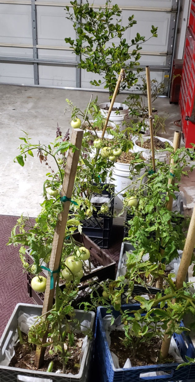 various potted plants sitting in a garage.