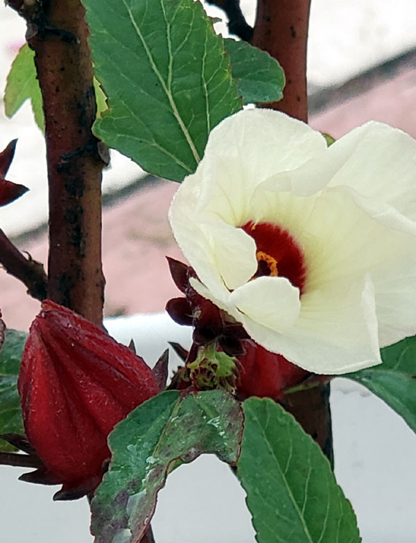 roselle blossom and bright red calyx