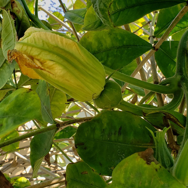 Seminole pumpkin with blossom still attached