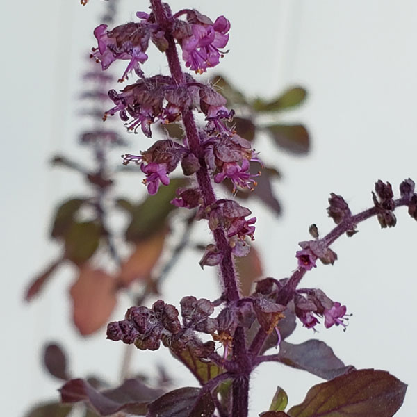 African blue basil blossoms