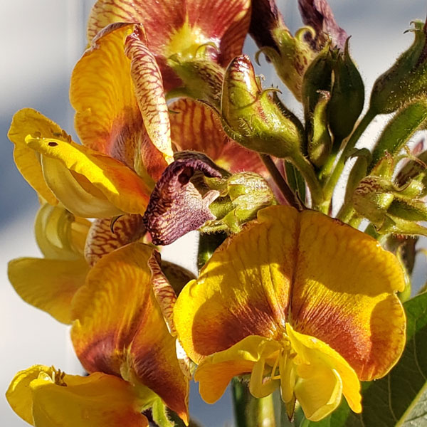 bright yellow and orange pigeon pea blossoms in the sunlight