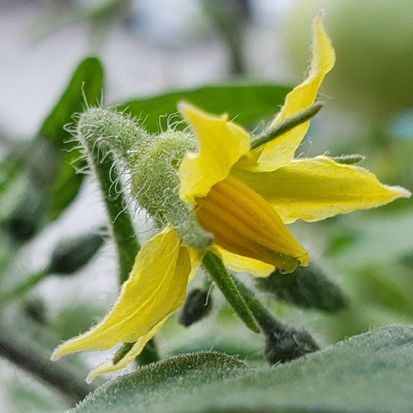 bright yellow tomato blossom