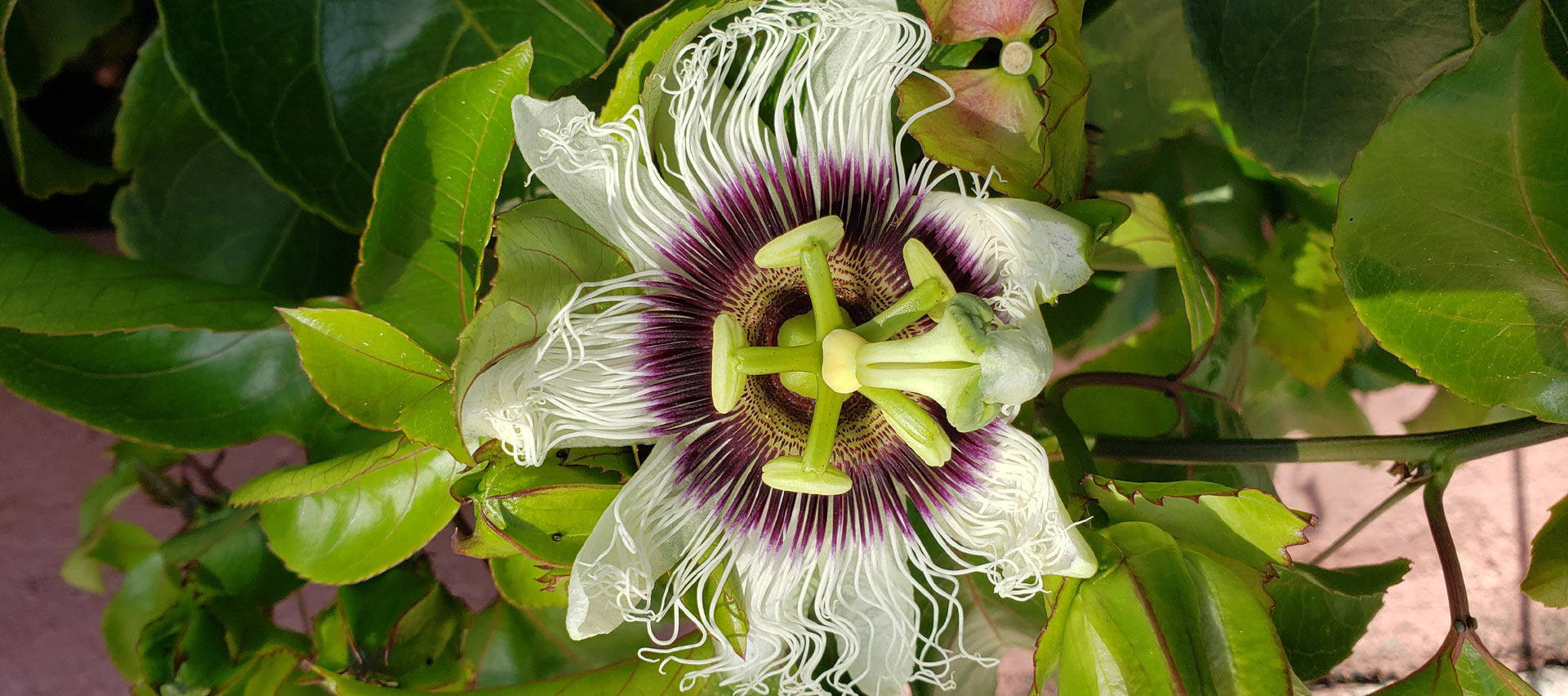 close up photo of passionfruit blossom