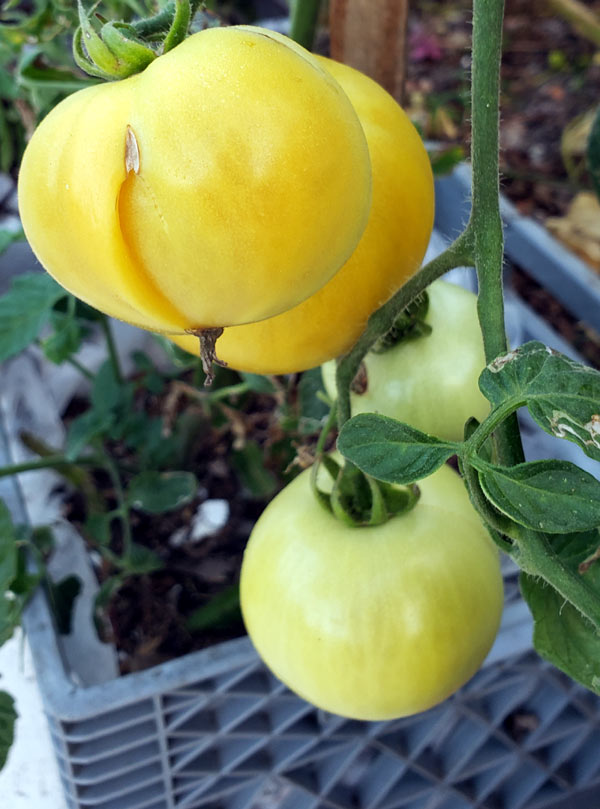 half-ripe tomatoes