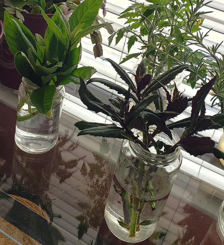 plant cuttings in canning jars with water