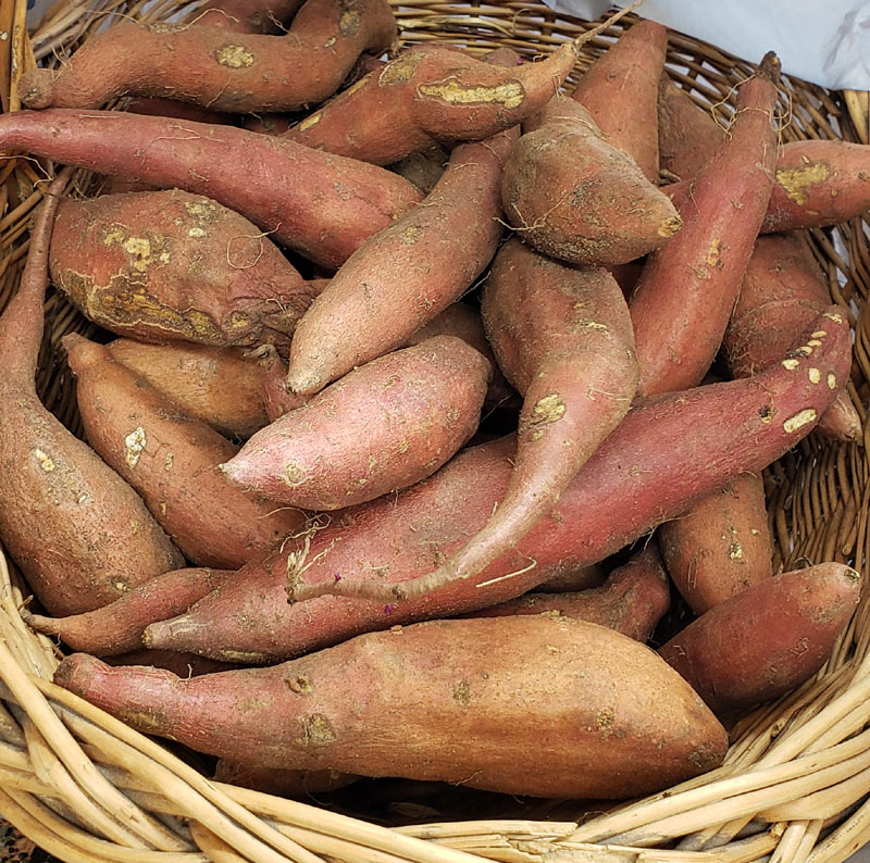 a basket of sweet potatoes harvested in FEB 2022