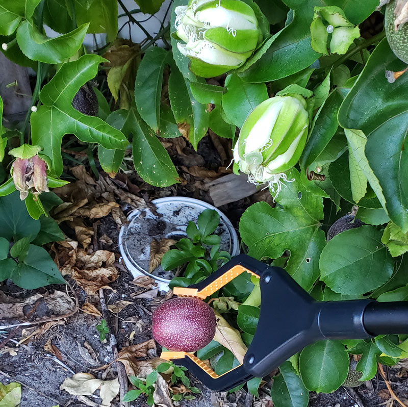 Plastic tool holding a passionfruit