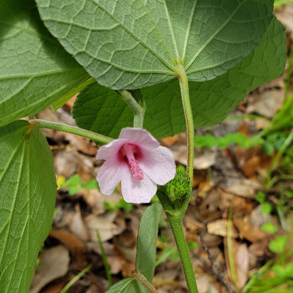 Wildflower: Ceasar Weed