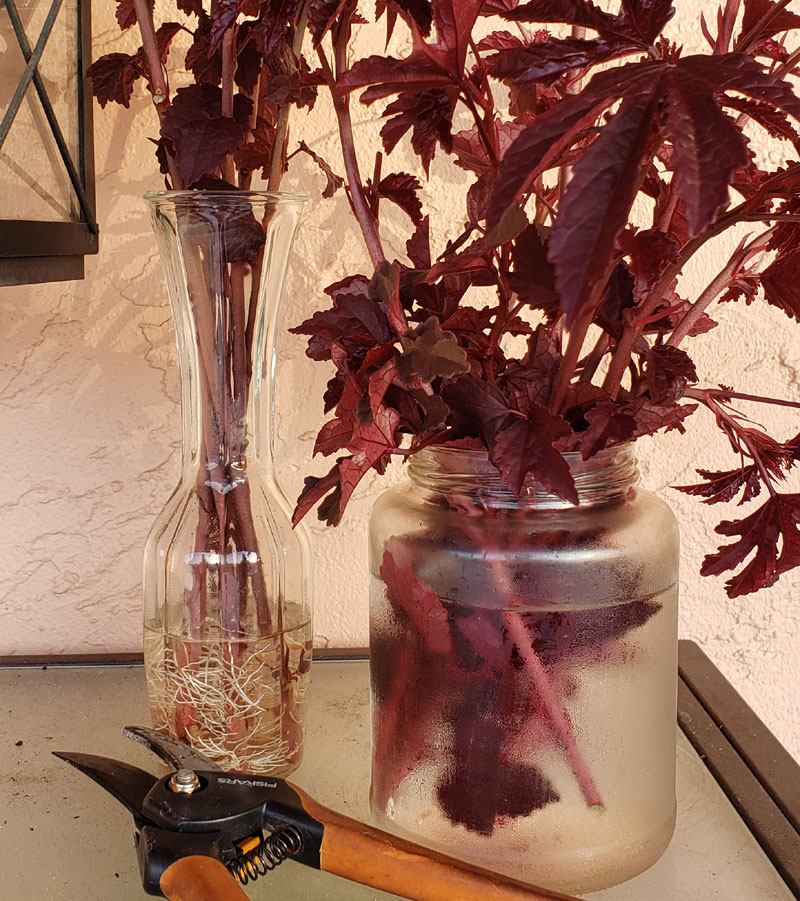 Cranberry hibiscus cuttings in water in glass jars.