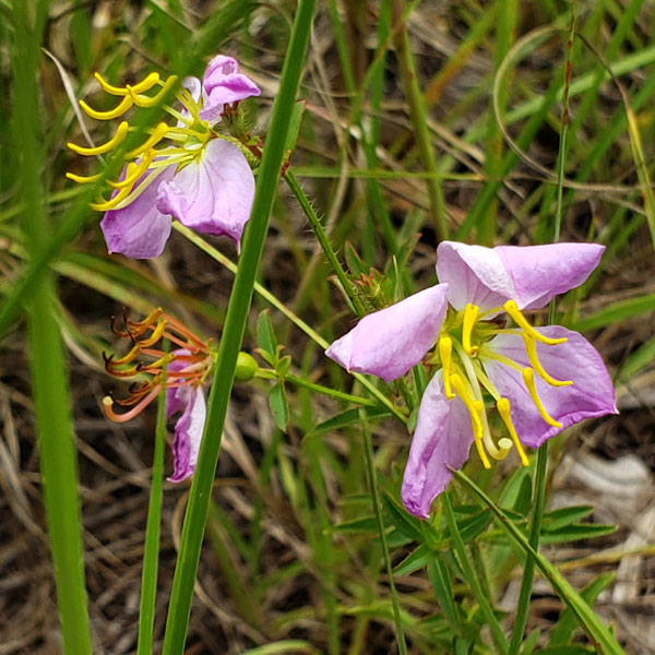 wildflower: Dull Meadow Pitcher