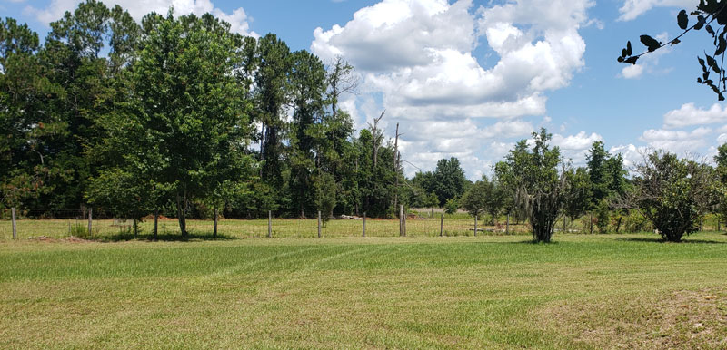 My back yard and future food forest