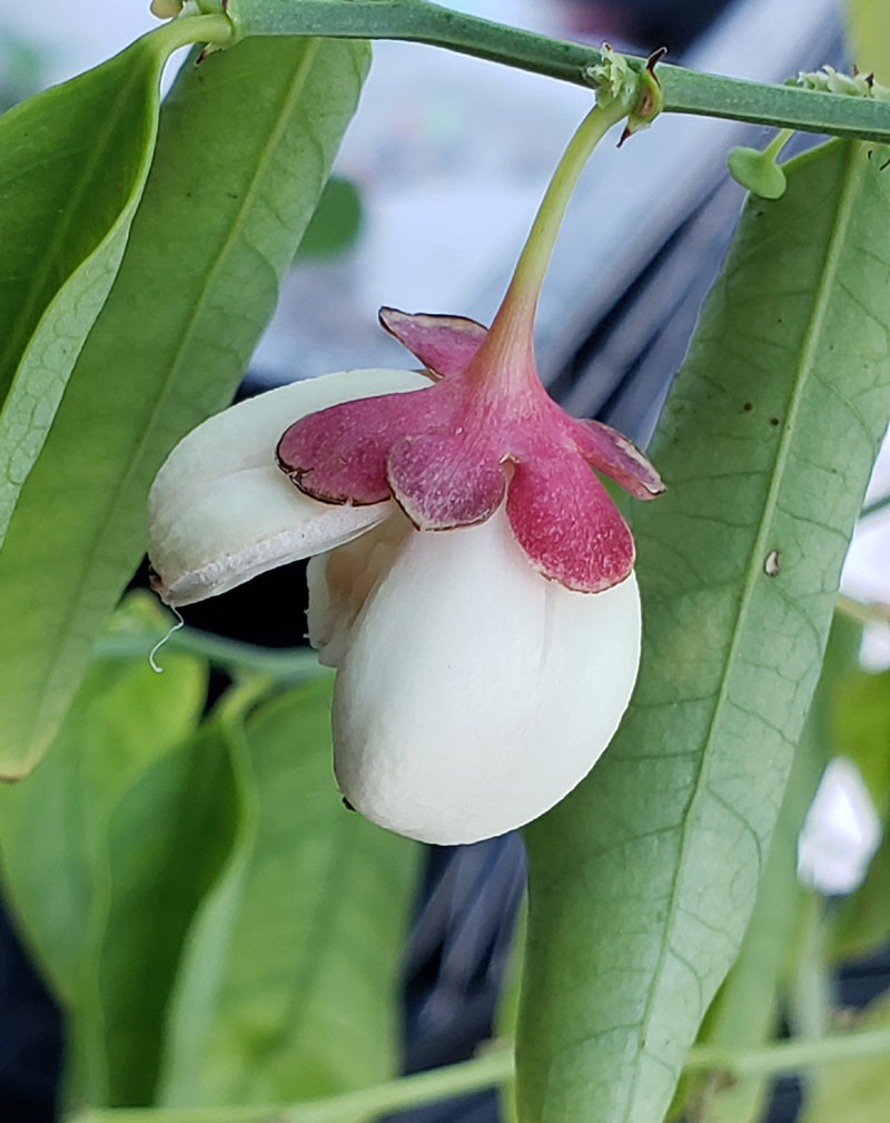 close-up photo of a katuk flower