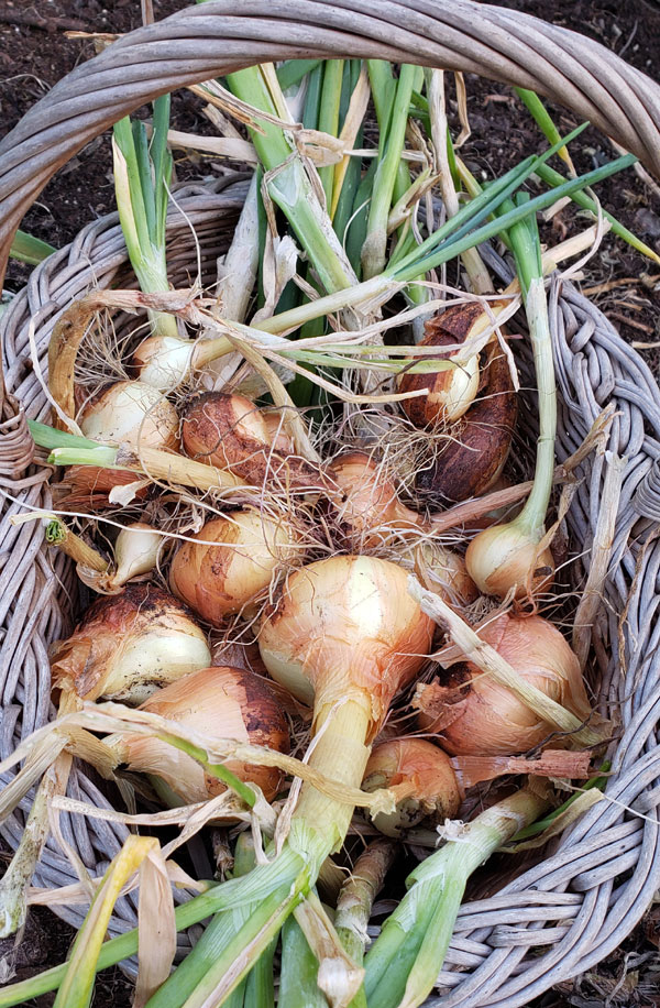 onions in a basket