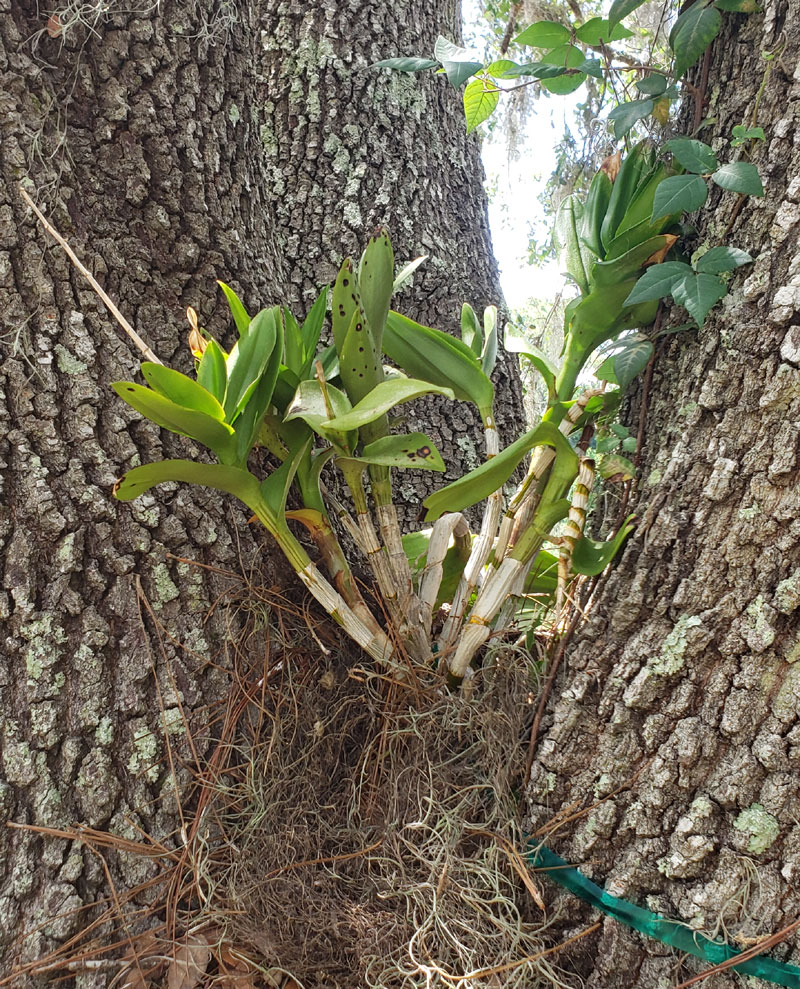 orchid growing in an oak tree.