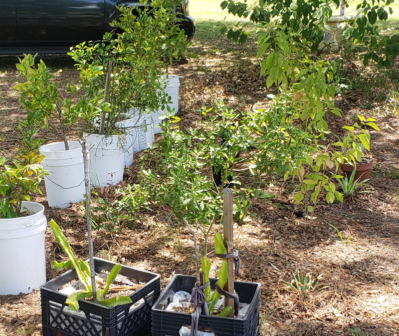 potted plants under the shade of a large oak tree