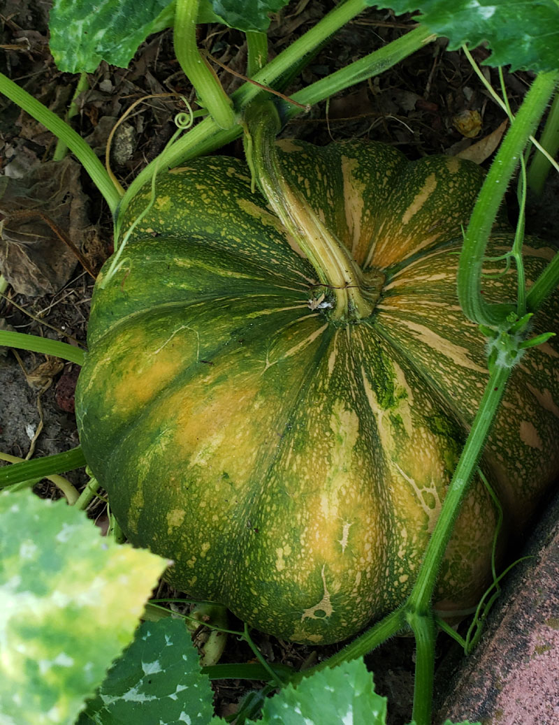 half-ripe Seminole pumpkin on the vine.