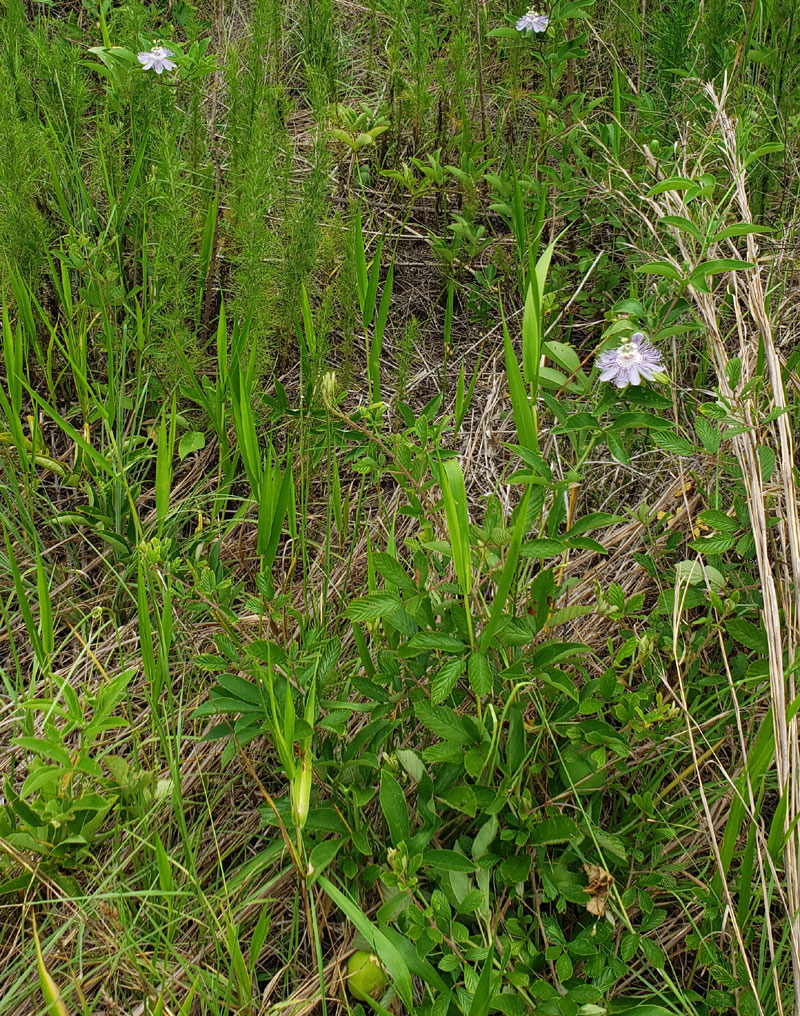 Passionfruit (Maypops) and other wildflowers in a field.