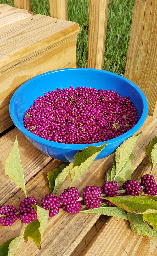 beautyberries in a bowl with a stem of berries all sitting on wooden steps