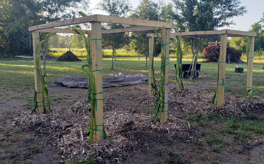 2 dragon fruit trellises with plants underneath.