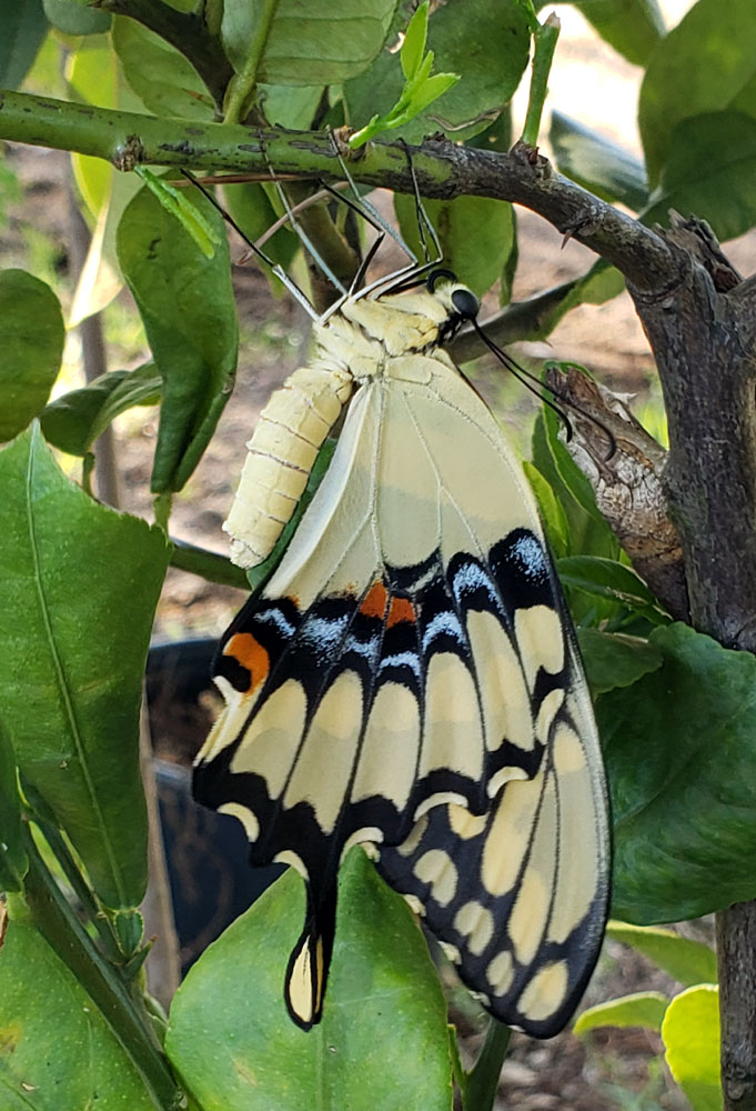 eastern tiger swallowtail butterfly