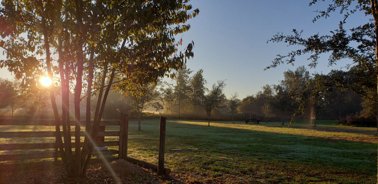 Sunrise over pasture O'Mara Acres