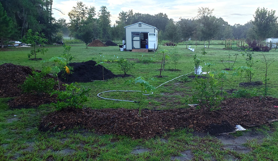 newly planted papaya and citrus