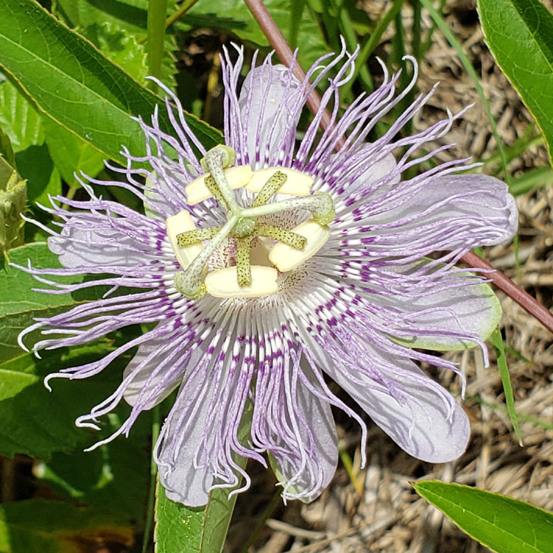 wild passionfruit maypop blossom