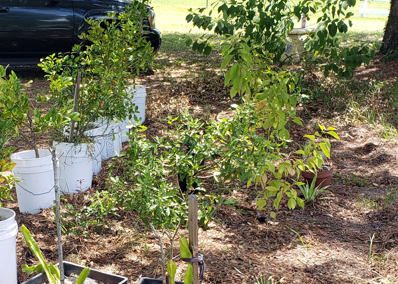 potted trees and plants sitting in the shade of a large oak tree.