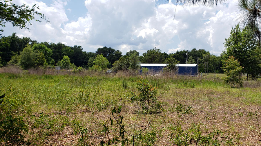 abandonded pasture land